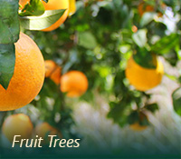 box-ag-fruittrees