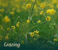box-ag-grazing