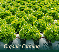 box-ag-organic