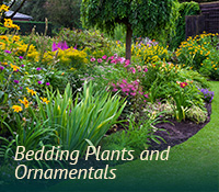 box-landscaping-ornamentals