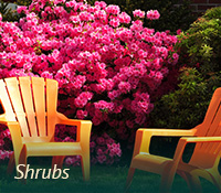 box-landscaping-shrubs