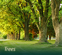 box-landscaping-trees