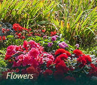 box-lawngarden-flowers