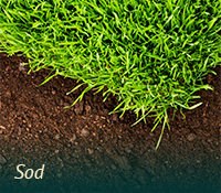 box-turfgrass-sod