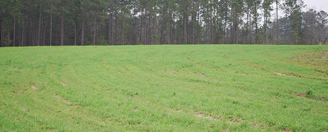 hunting-slider-foodplot