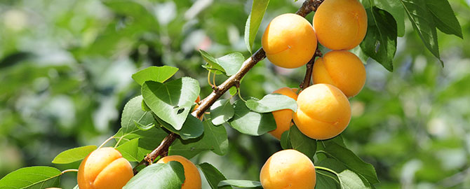 lawngarden-slider-fruittrees