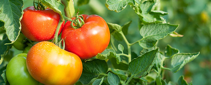 lawngarden-slider-tomatoes
